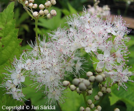 Filipendula palmata var. rufinervis, idnmesiangervo